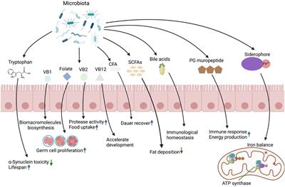 Frontiers | Microbiota-derived Metabolites In Regulating The ...